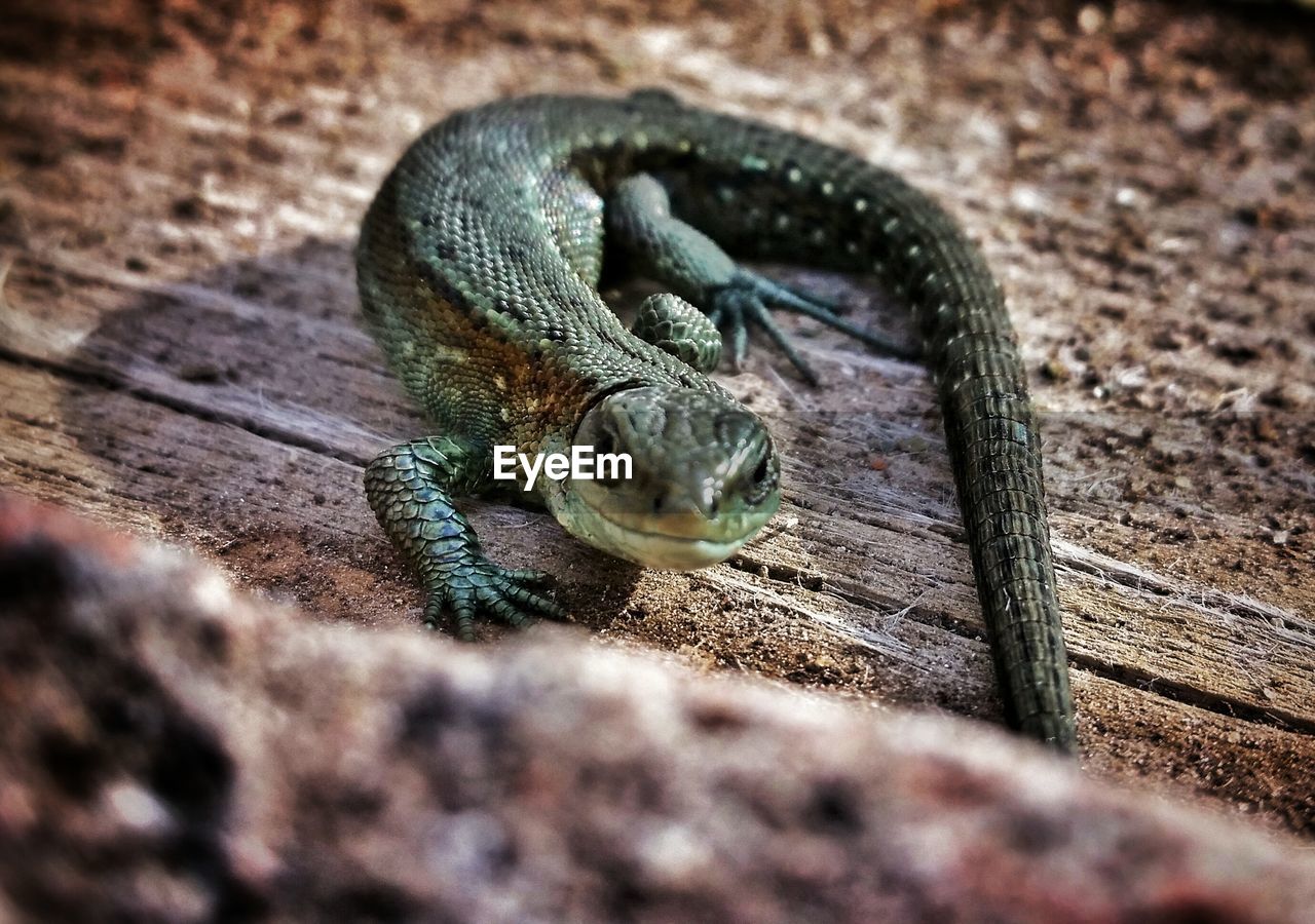 Close-up of a reptile on wooden surface