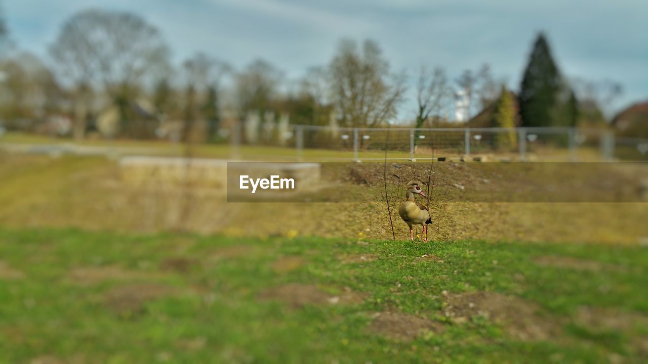 PLANTS GROWING ON FIELD