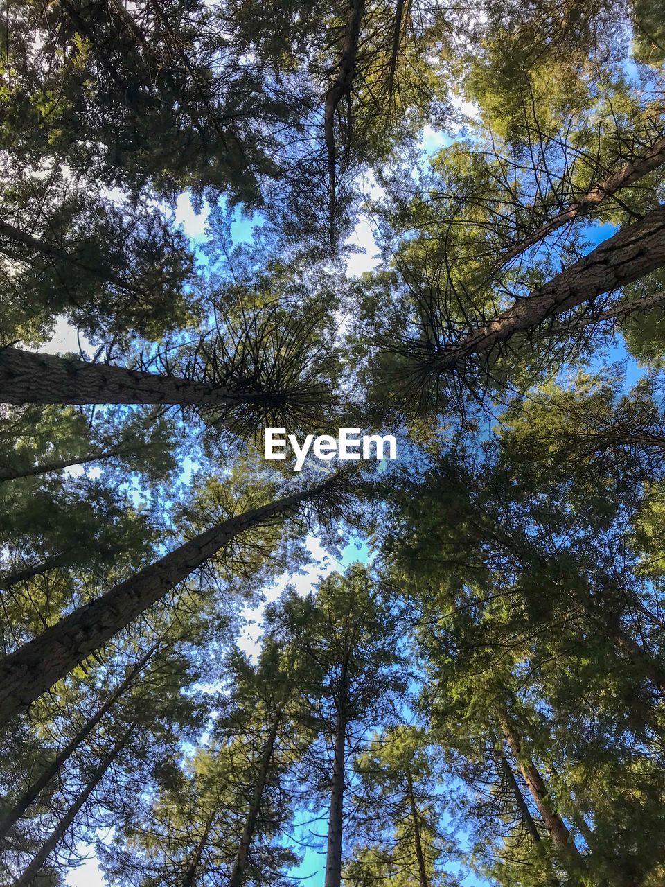 Low angle view of trees in forest