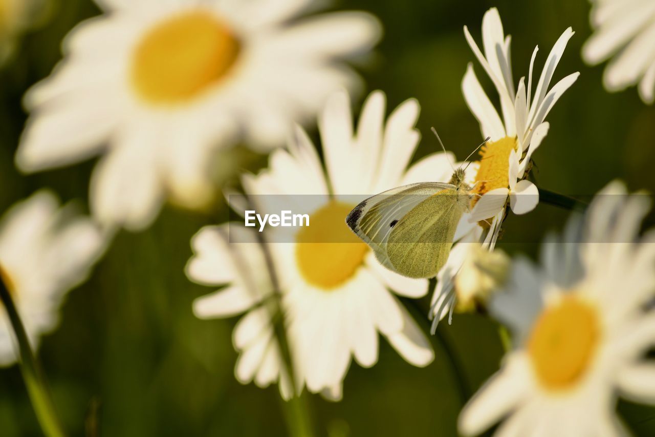 CLOSE-UP OF BUTTERFLY ON FLOWER