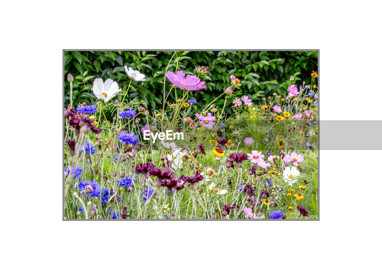 FLOWERS BLOOMING IN FIELD