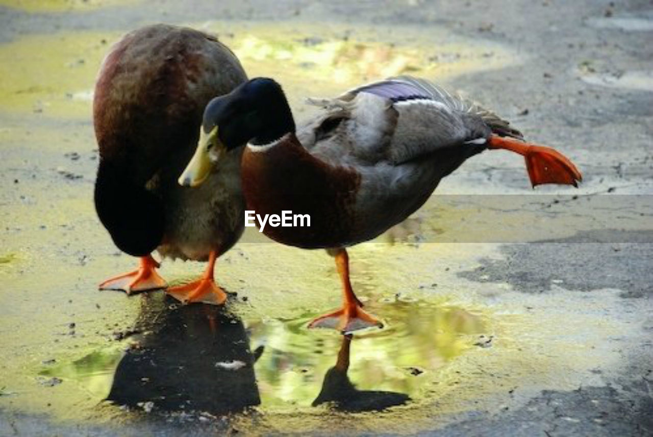 Ducks on road