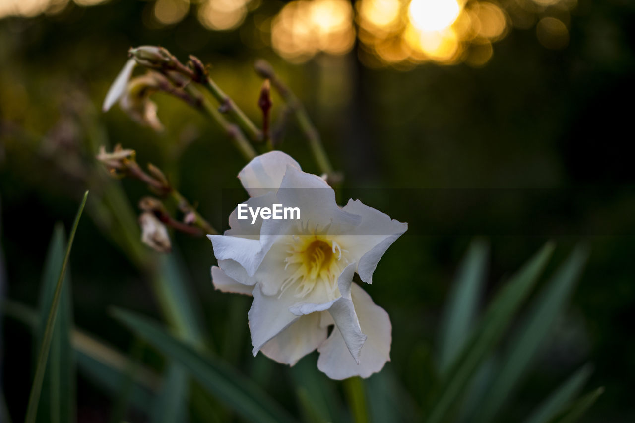 CLOSE-UP OF WHITE FLOWERS
