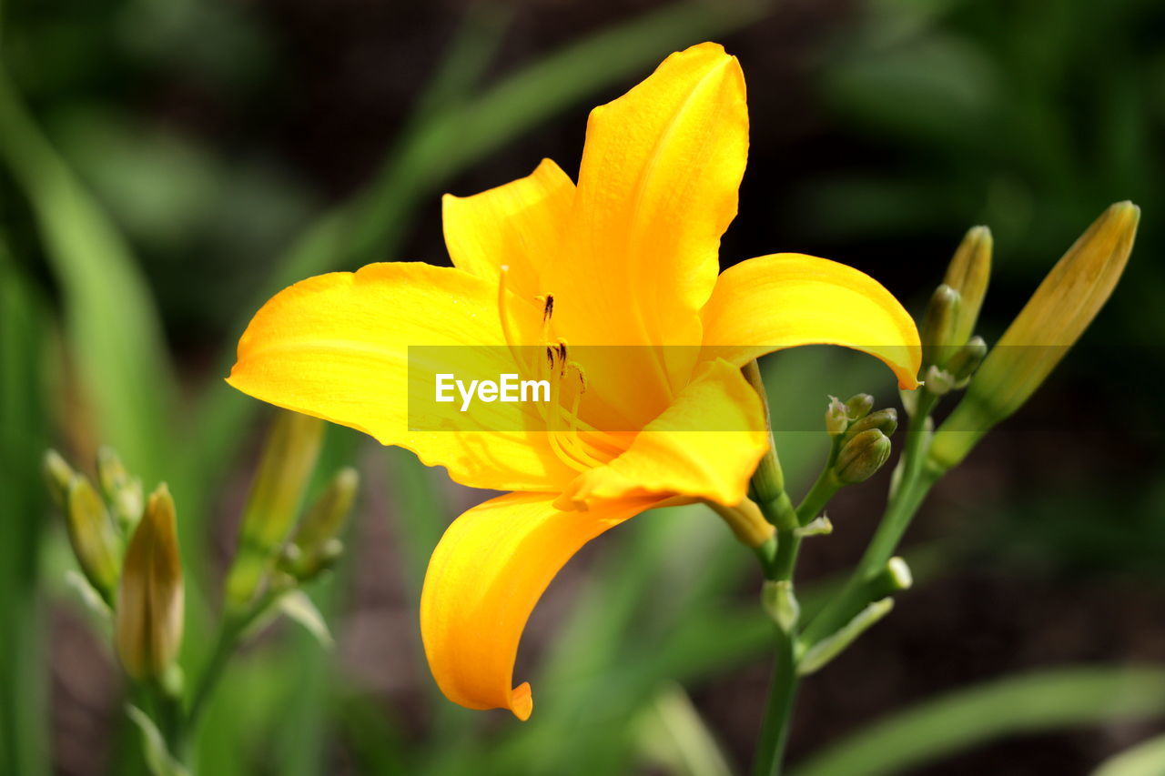 CLOSE-UP OF YELLOW LILY BLOOMING IN PLANT
