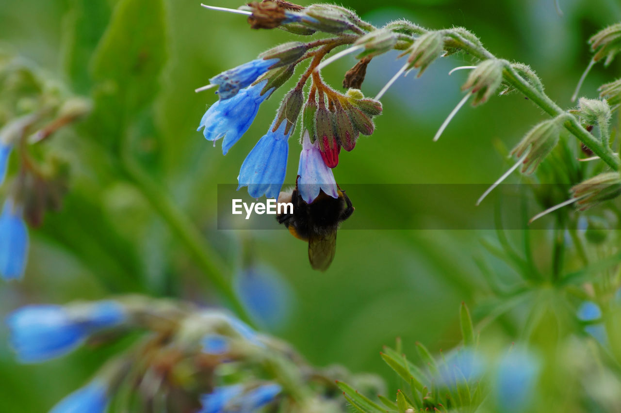 CLOSE-UP OF PURPLE POLLINATING FLOWER