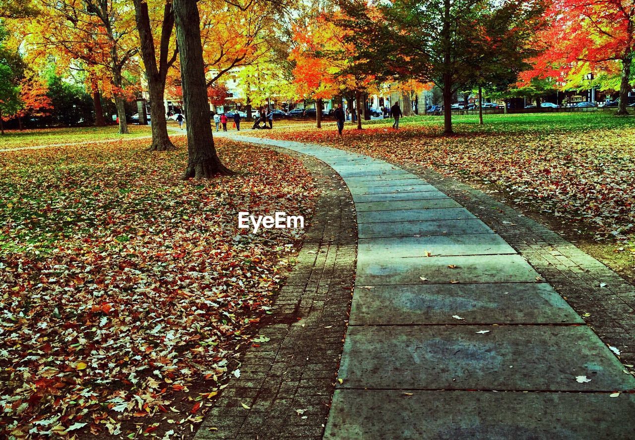 Pathway amidst trees at park during autumn