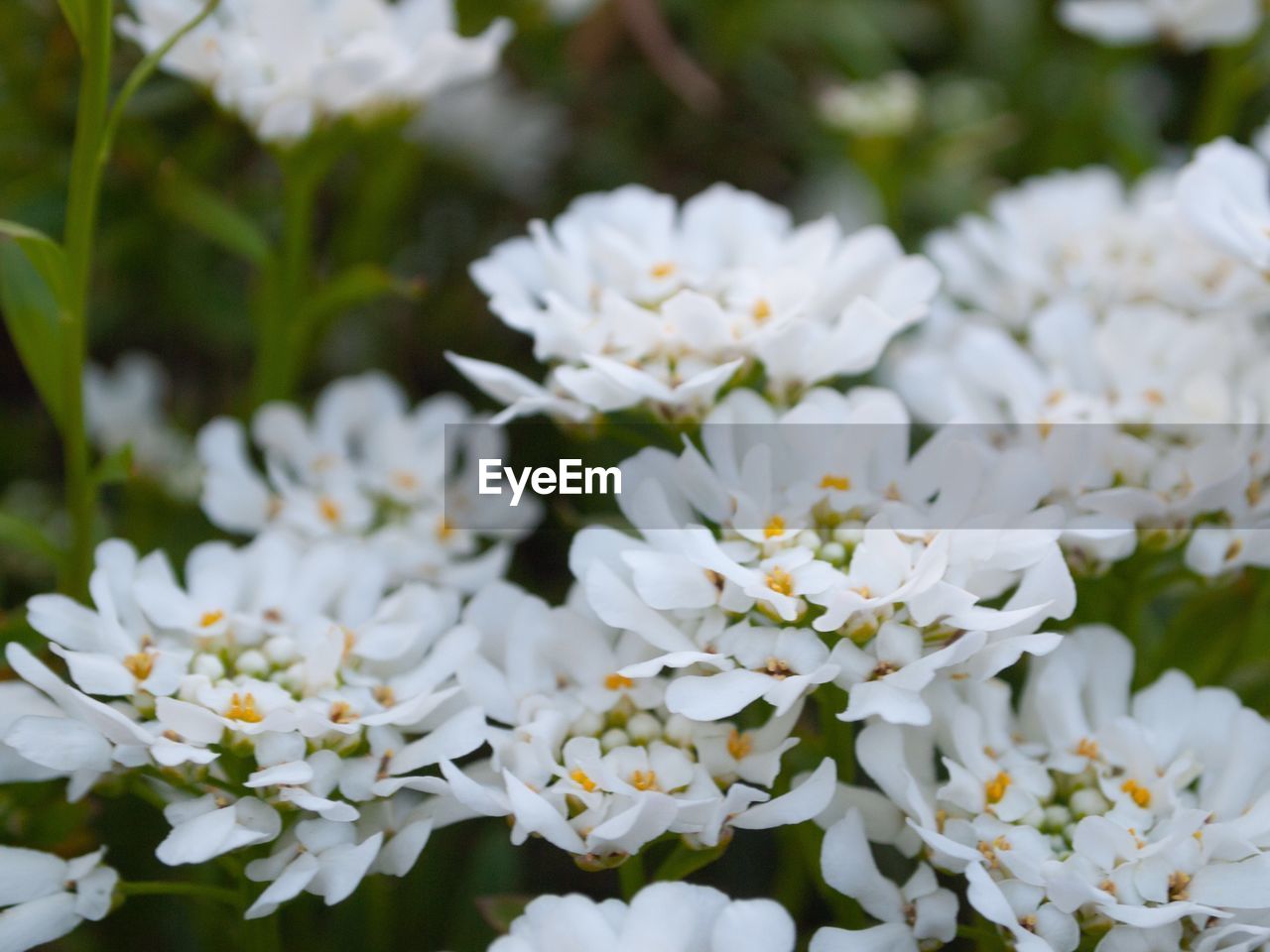 Close-up of white flowering plants