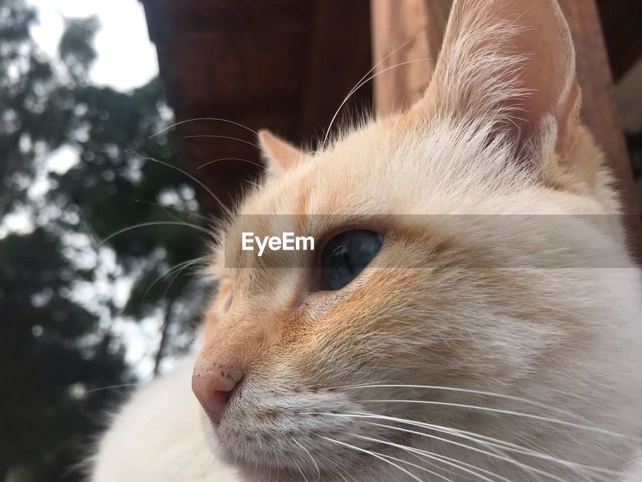 Close-up of cat looking away