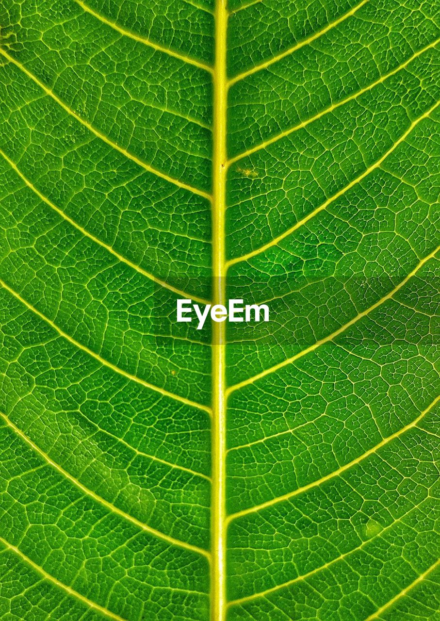 Full frame shot of leaf