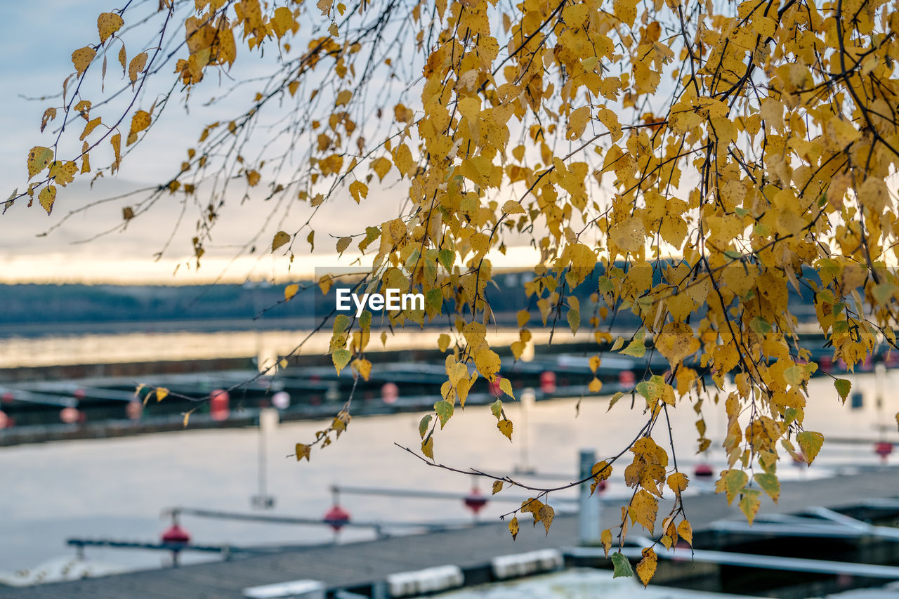 Sigtuna birch in autumn colors