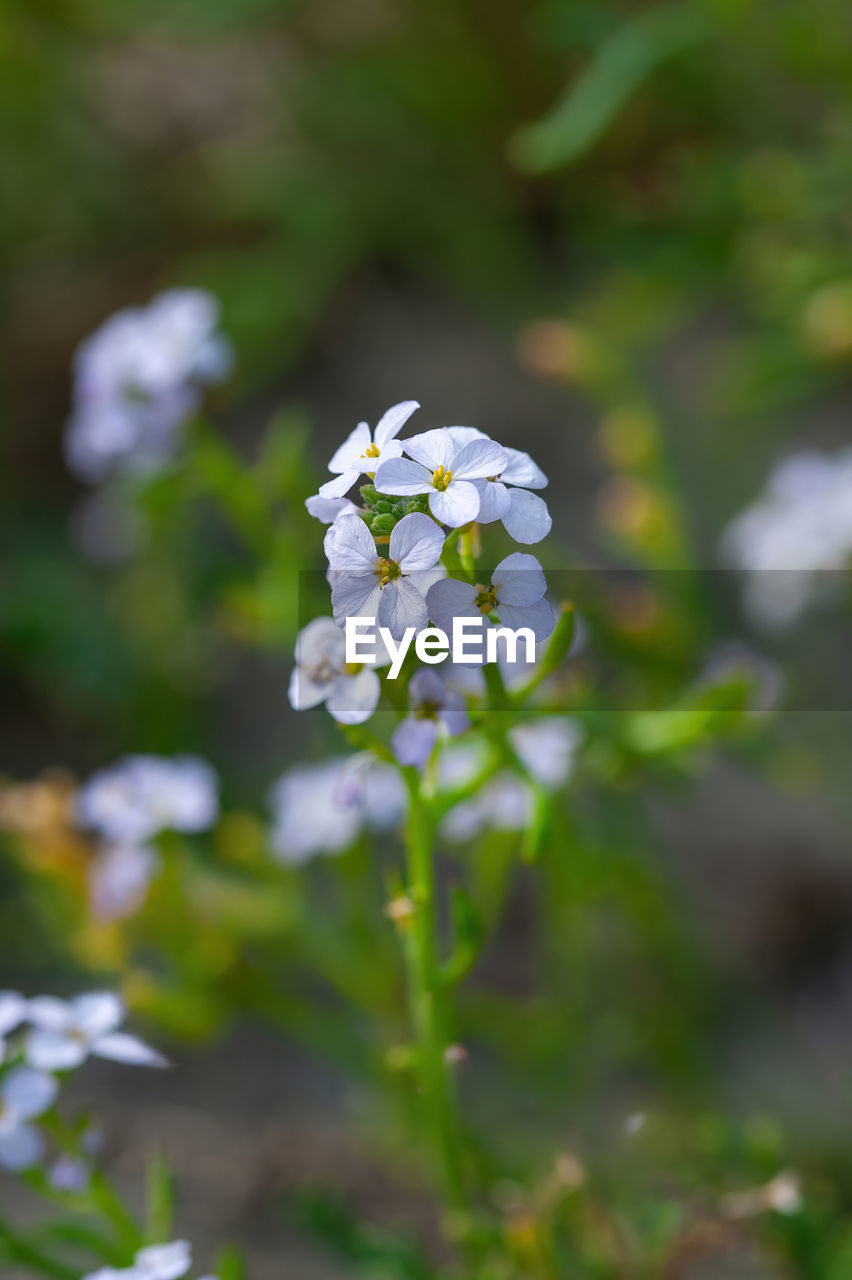 flower, plant, flowering plant, beauty in nature, freshness, nature, fragility, growth, close-up, white, forget-me-not, flower head, green, petal, blossom, focus on foreground, no people, inflorescence, springtime, day, wildflower, selective focus, outdoors, macro photography, botany, tree