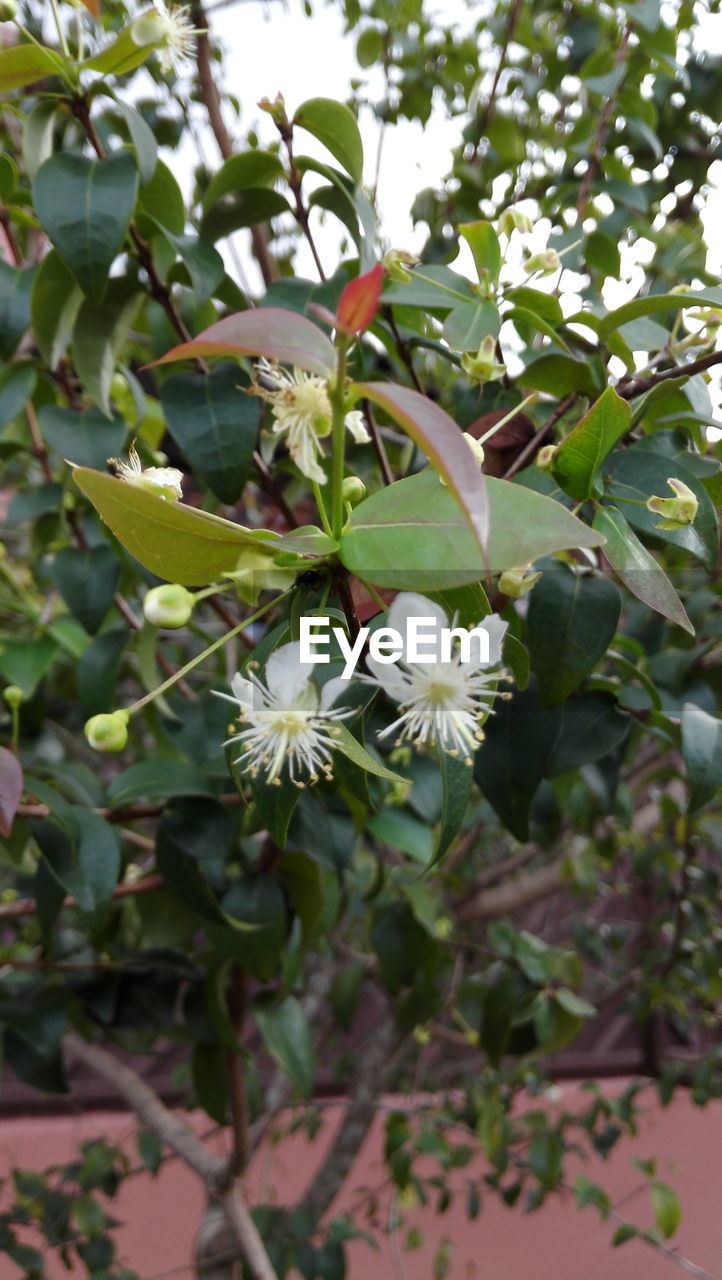 CLOSE-UP OF WHITE FLOWERS IN THE GARDEN