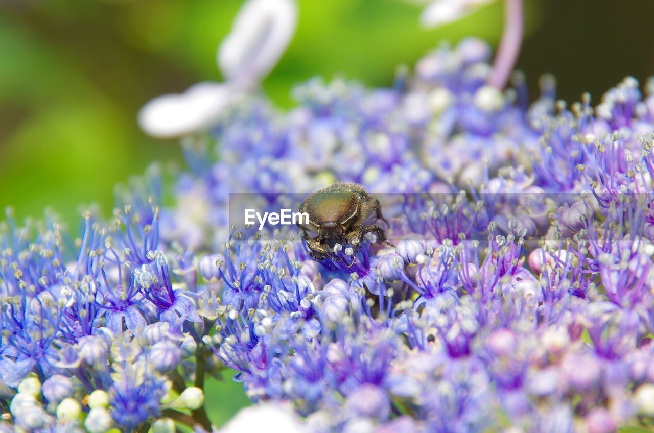 CLOSE-UP OF HONEY BEE ON PURPLE FLOWER