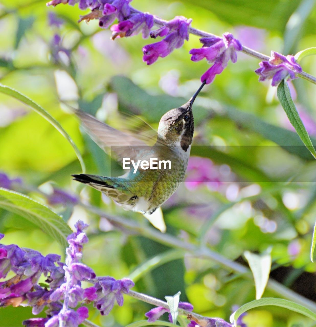 Hummingbird eating from a velvet flour