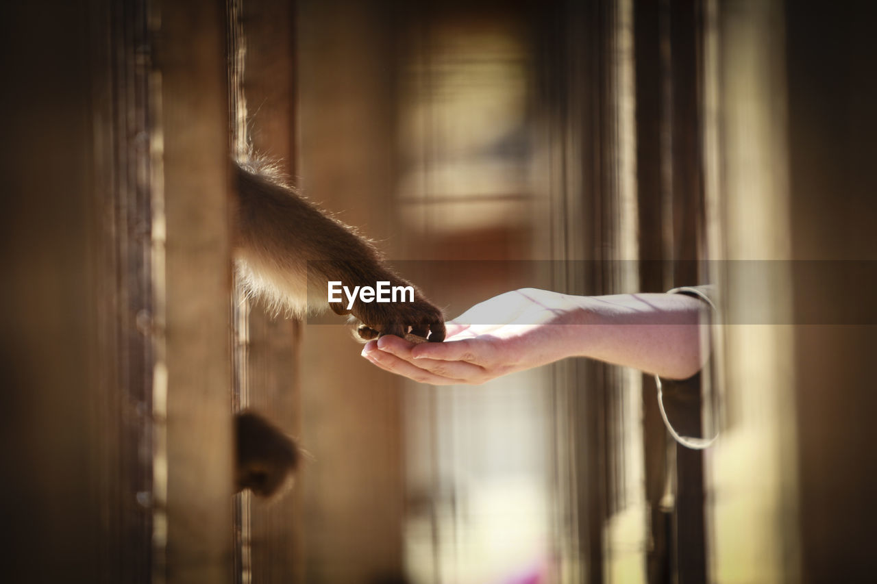 Close-up of hand feeding monkey