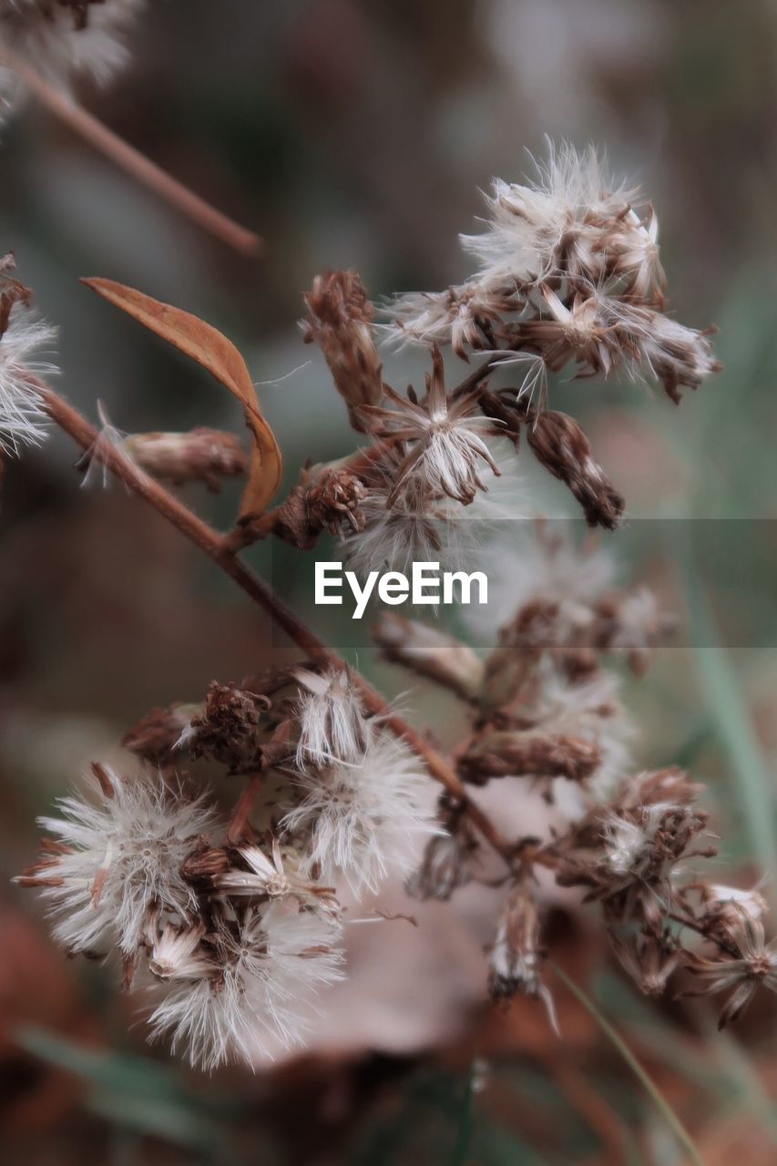 Close-up of dried plant