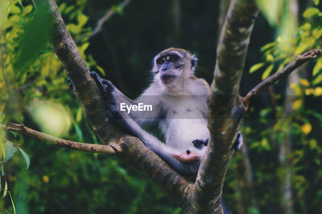 MONKEY IN A FOREST