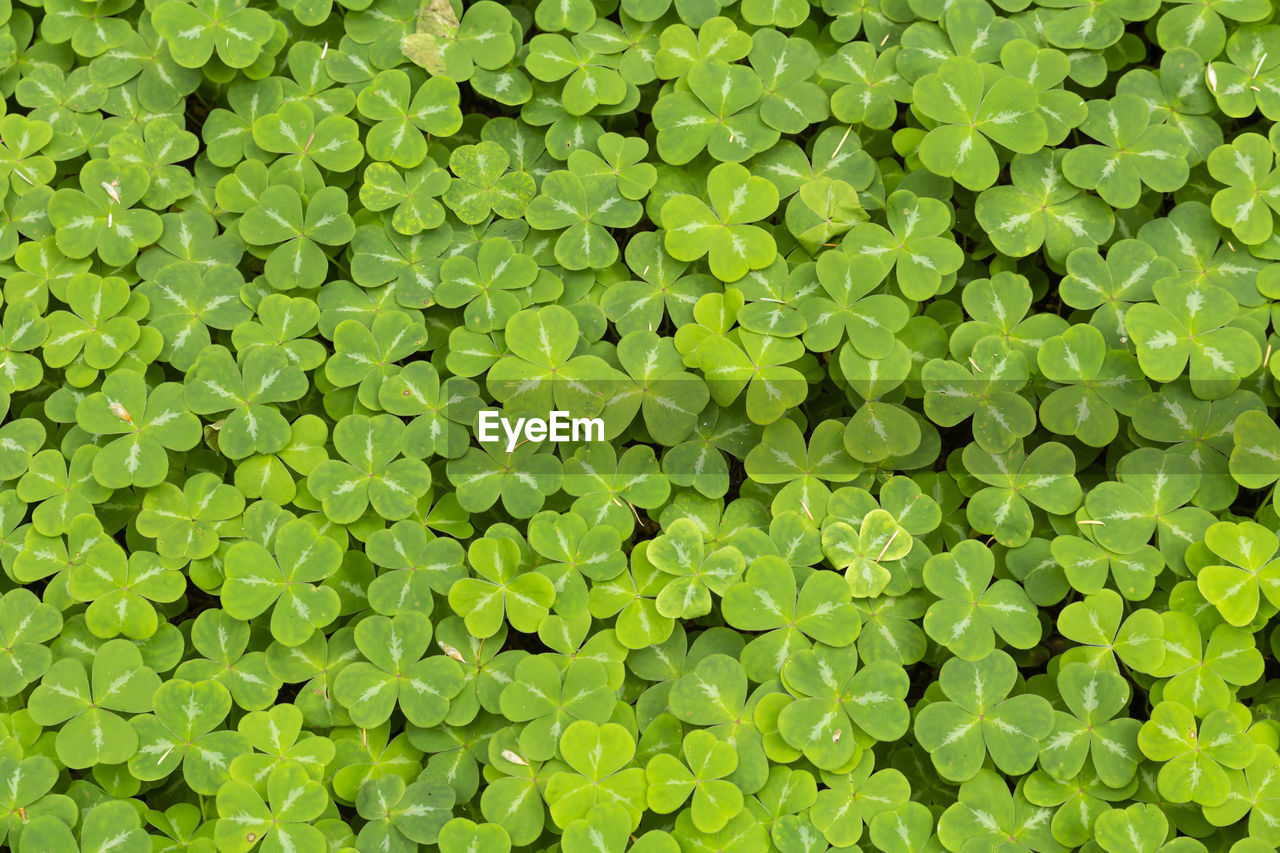 Close-up of a forest ground entirely covered with a multitude of lush green clover