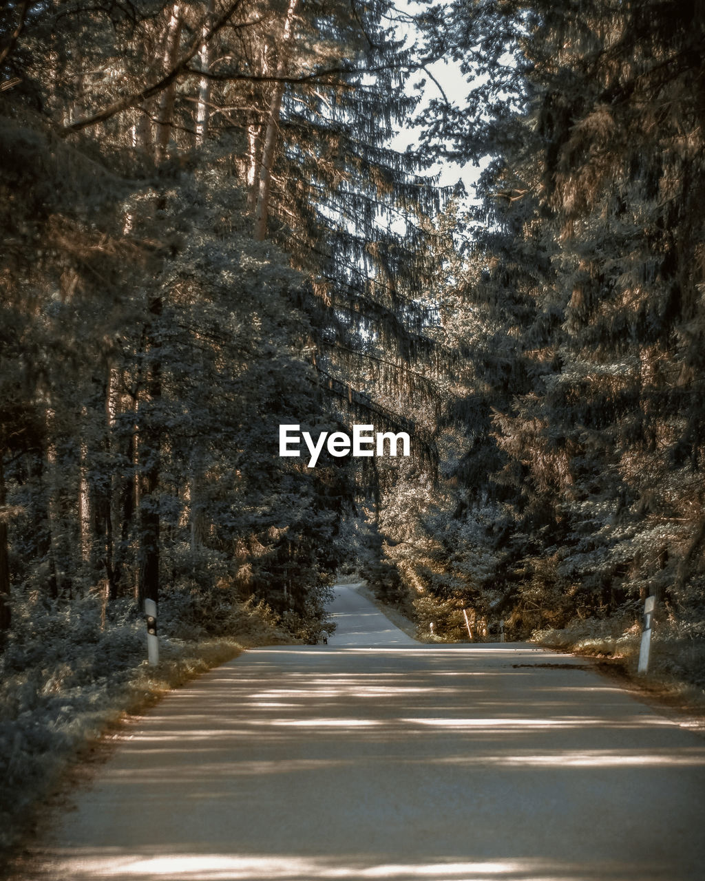 Road amidst trees in forest