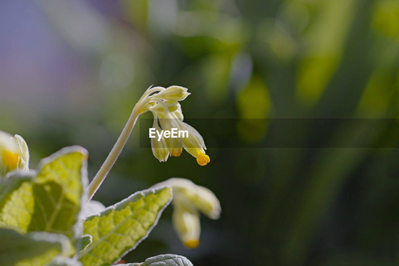 Close-up of white flowering plant