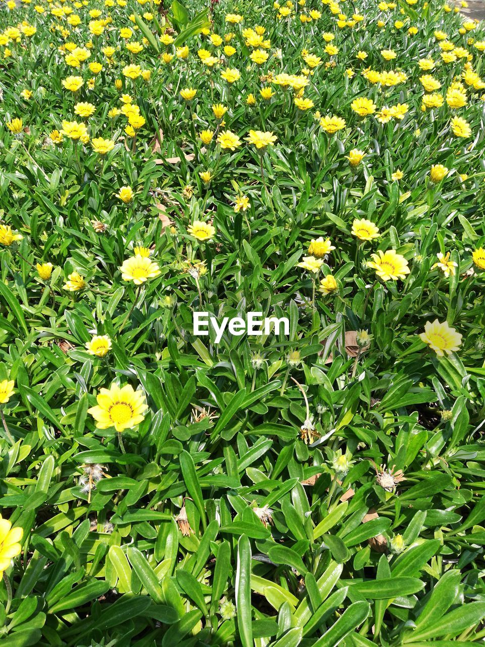 CLOSE-UP OF YELLOW FLOWERS BLOOMING IN FIELD