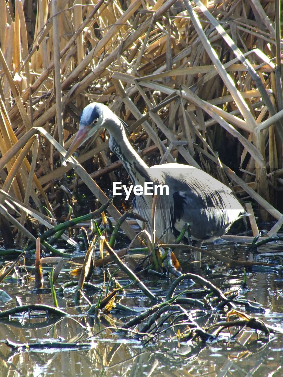 VIEW OF BIRD PERCHING ON TREE