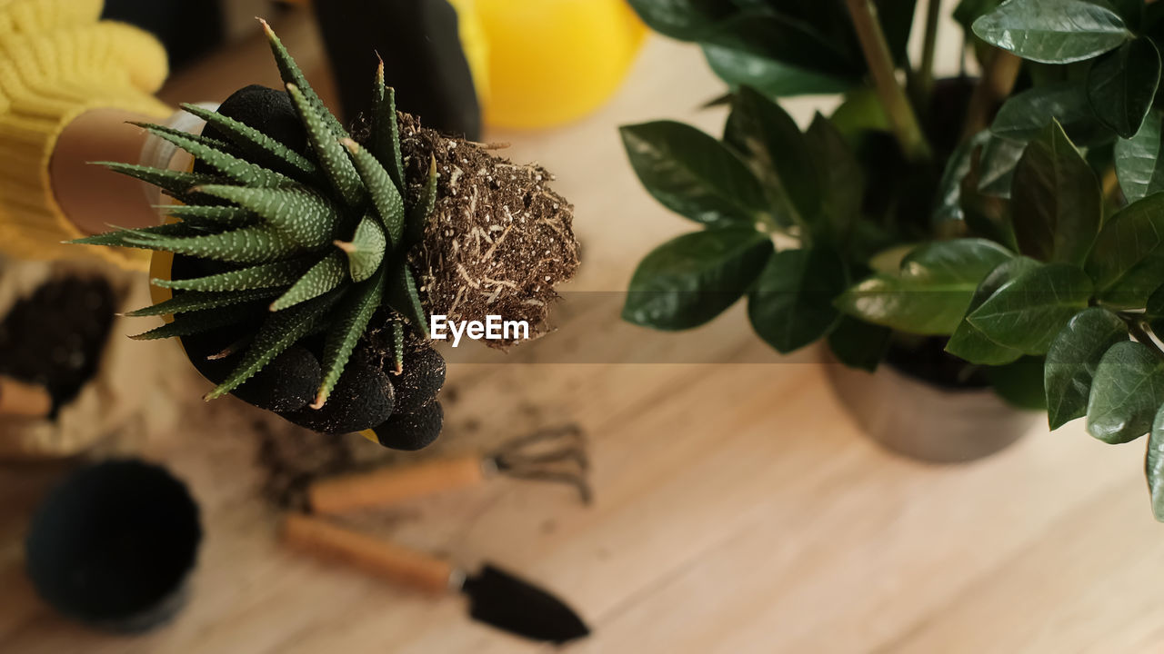 plant, flower, green, leaf, plant part, food and drink, food, nature, potted plant, produce, growth, healthy eating, freshness, indoors, no people, wellbeing, houseplant, wood, floristry, fruit, table, close-up, yellow, herb, macro photography, home interior, beauty in nature