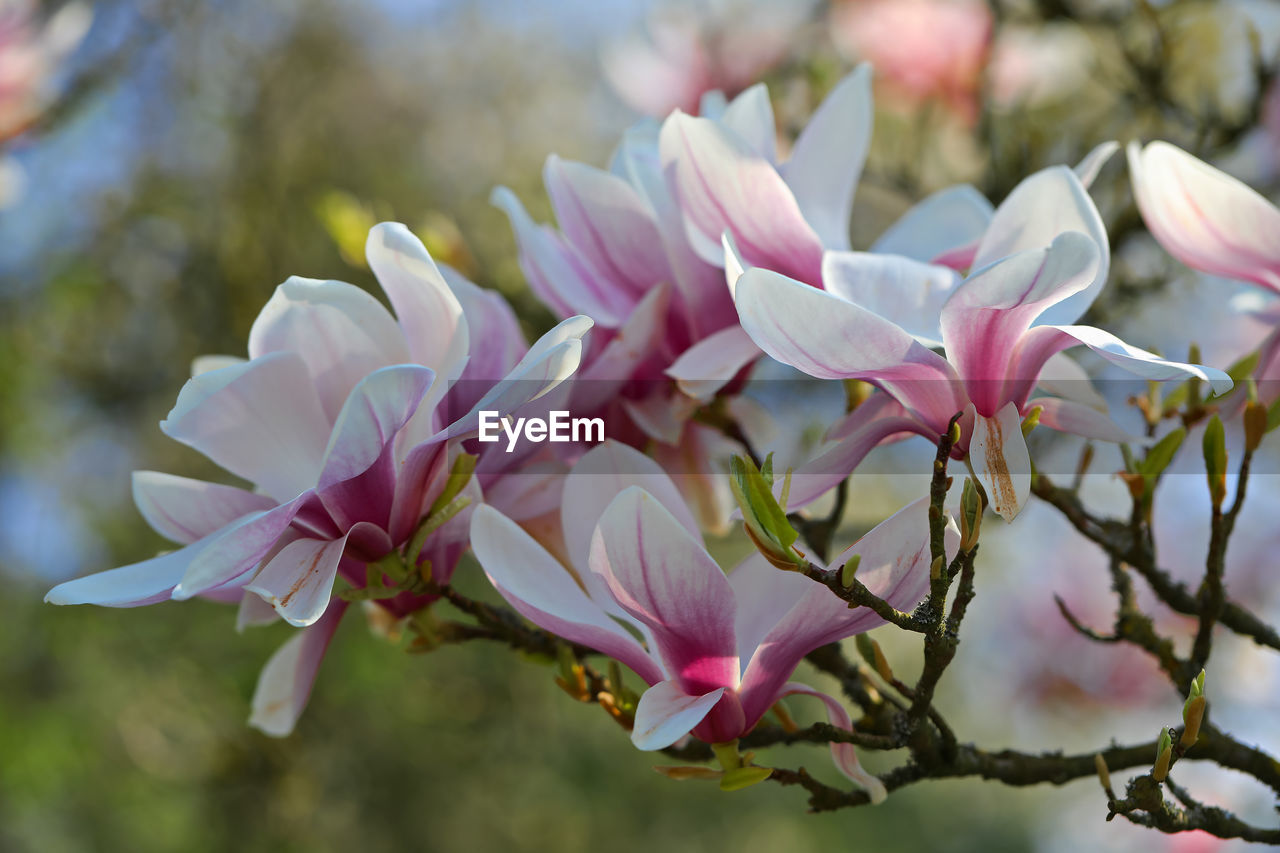 Close-up of pink cherry blossoms