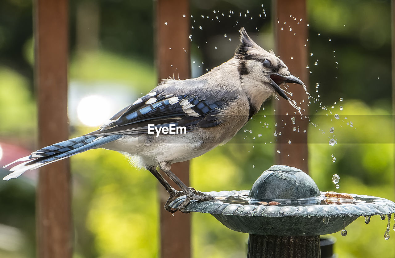 Bluejay takes a shower on the backyard fountain