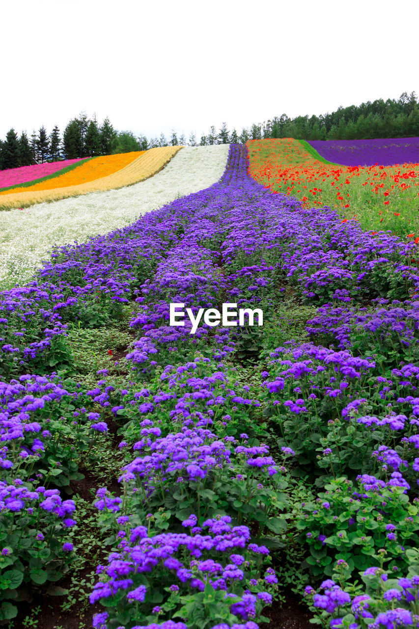 PURPLE FLOWERS GROWING IN FIELD AGAINST SKY