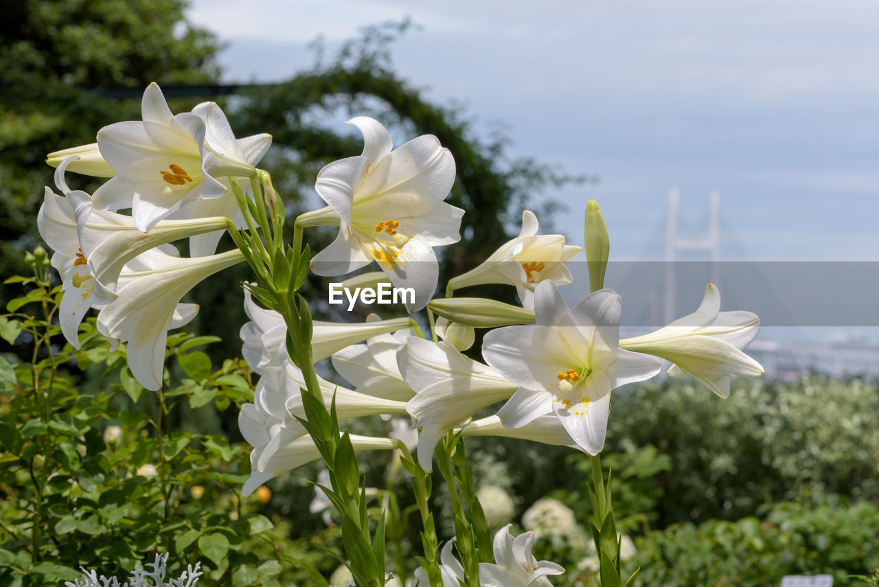 CLOSE-UP OF WHITE FLOWERING PLANTS