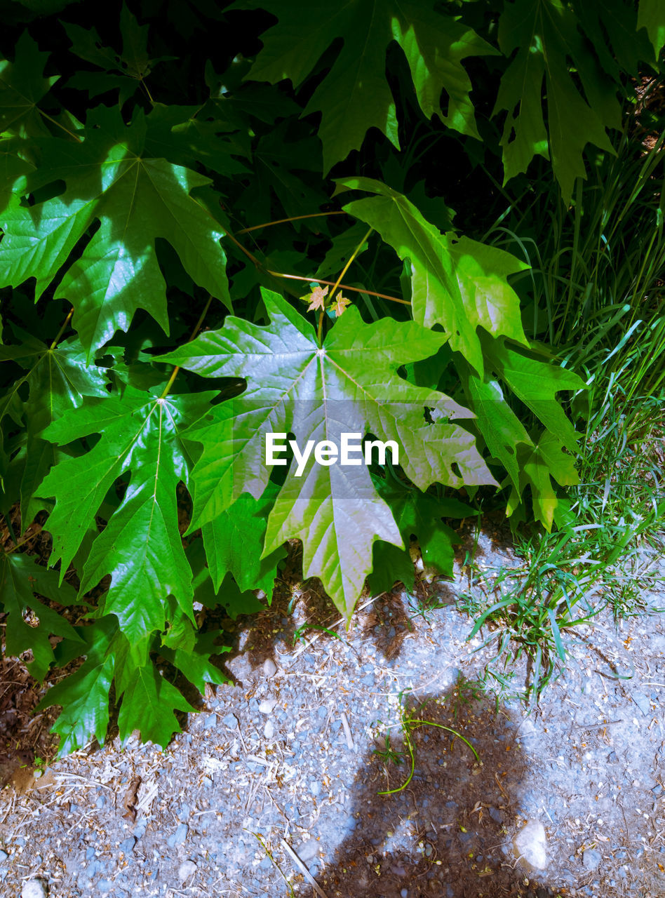 HIGH ANGLE VIEW OF MOTH ON PLANT