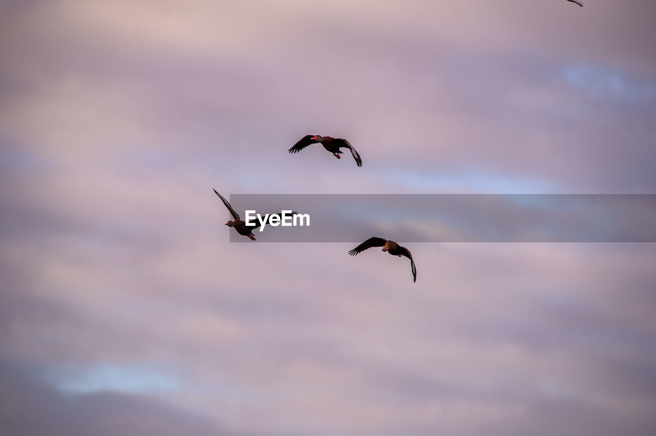 Low angle view of silhouette birds flying in sky