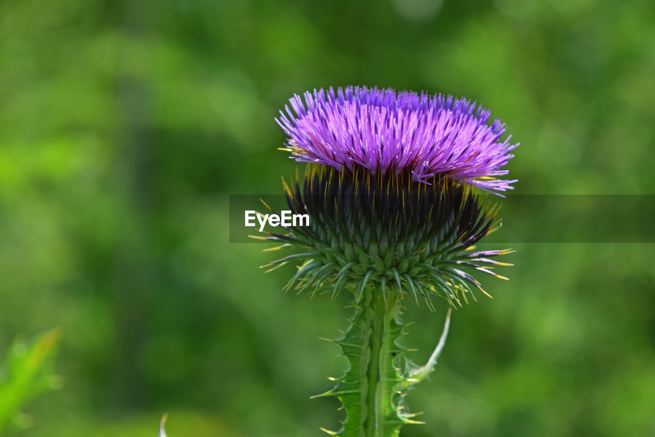 Close-up of thistle growing outdoors