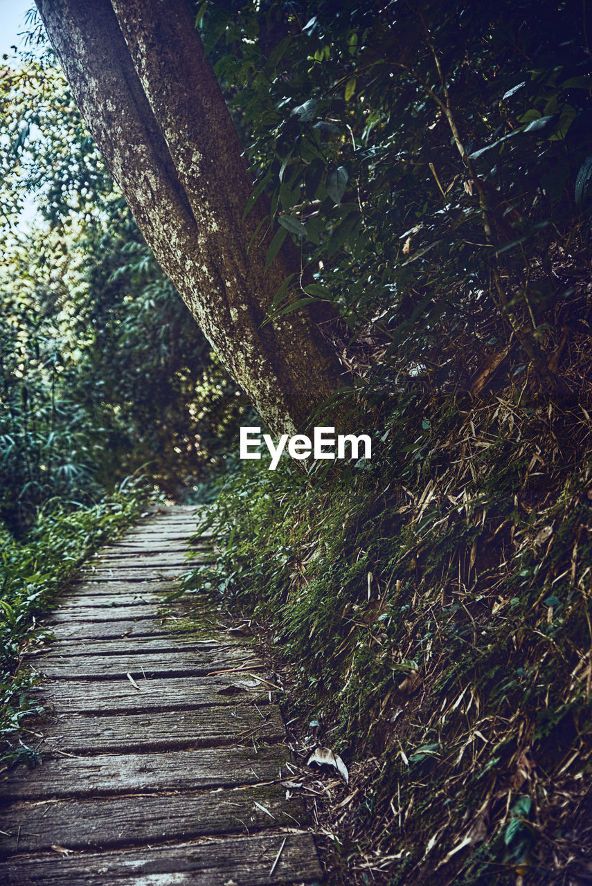 Narrow footpath amidst trees in forest