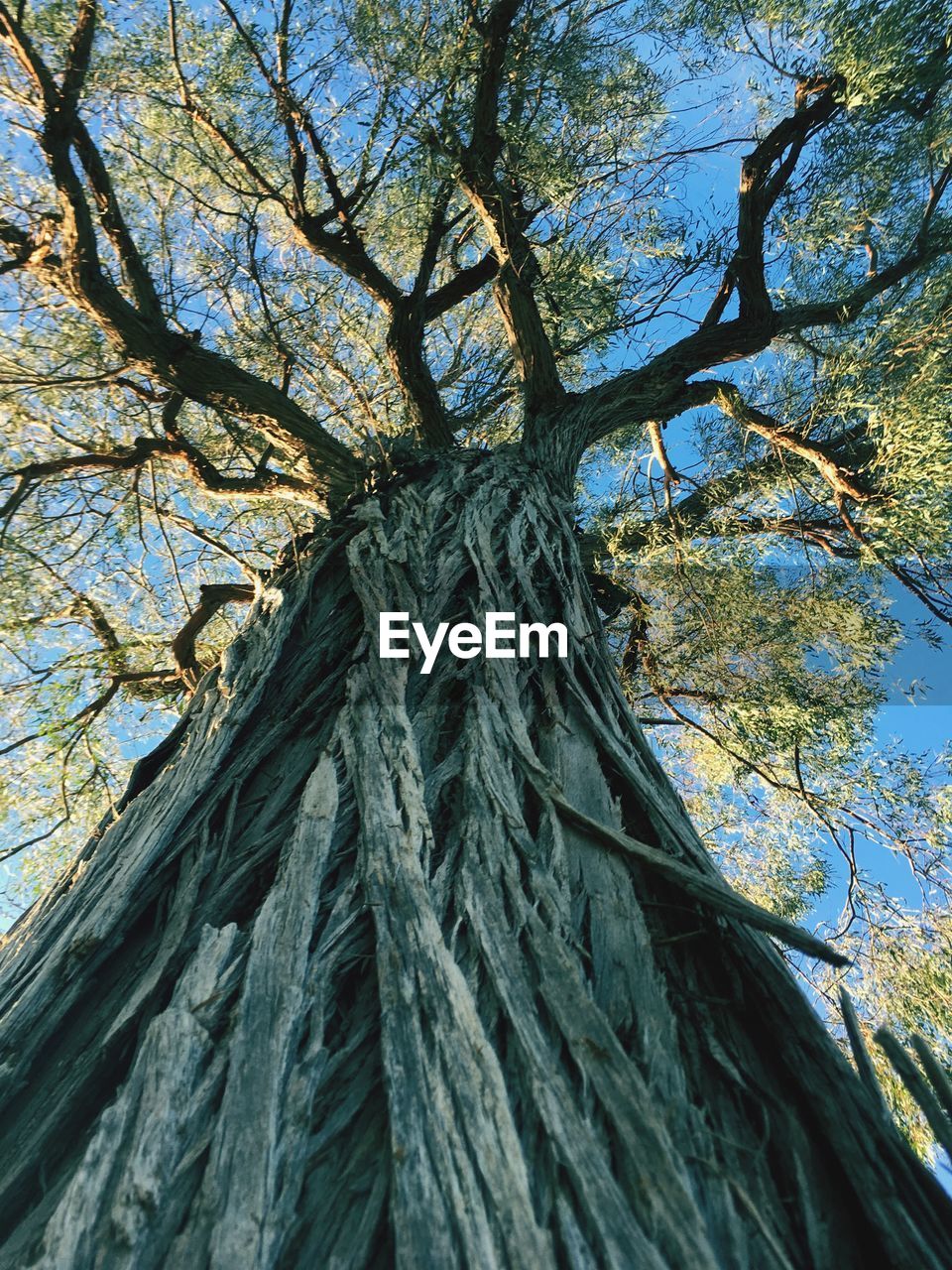 Low angle view of redwood tree against sky