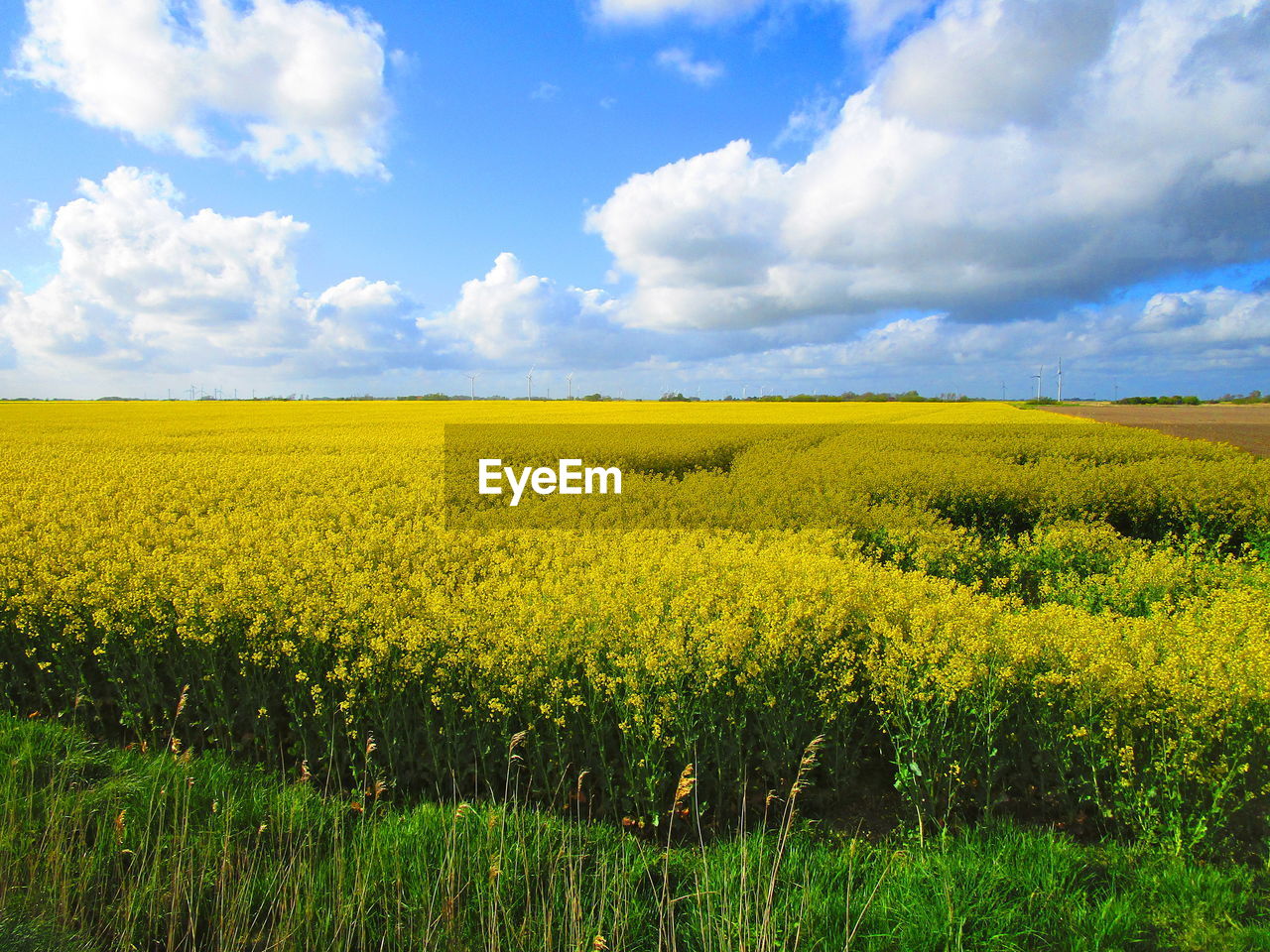 SCENIC VIEW OF FIELD AGAINST YELLOW SKY