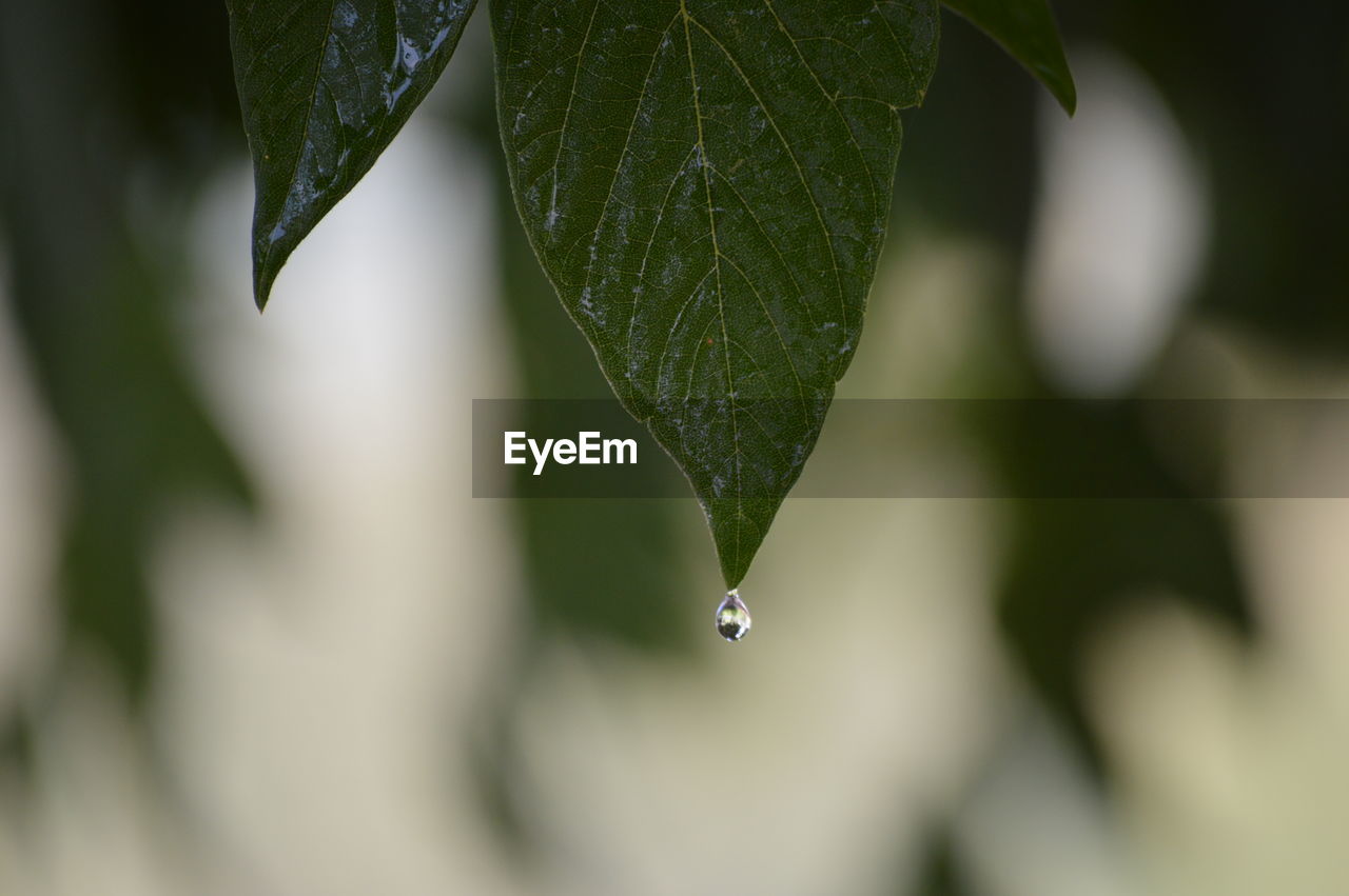 CLOSE-UP OF WATER DROP ON PLANT