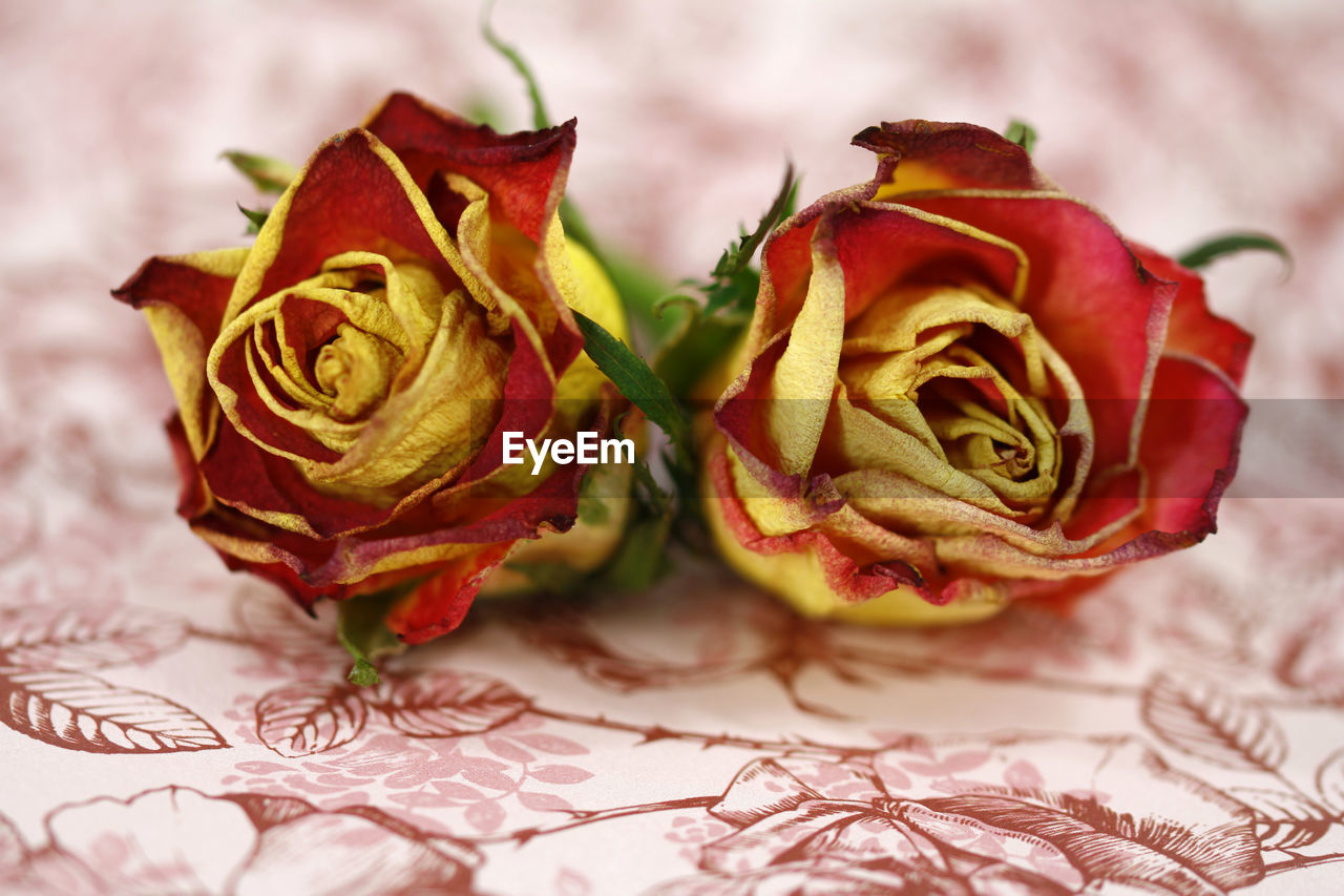 Close-up of red roses