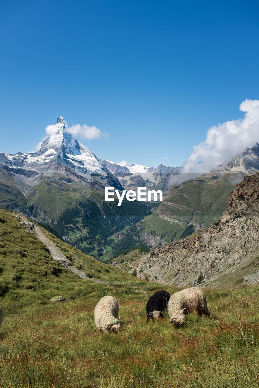 Scenic view of blacknose sheep in the alps, with the famous matterhorn in the background.