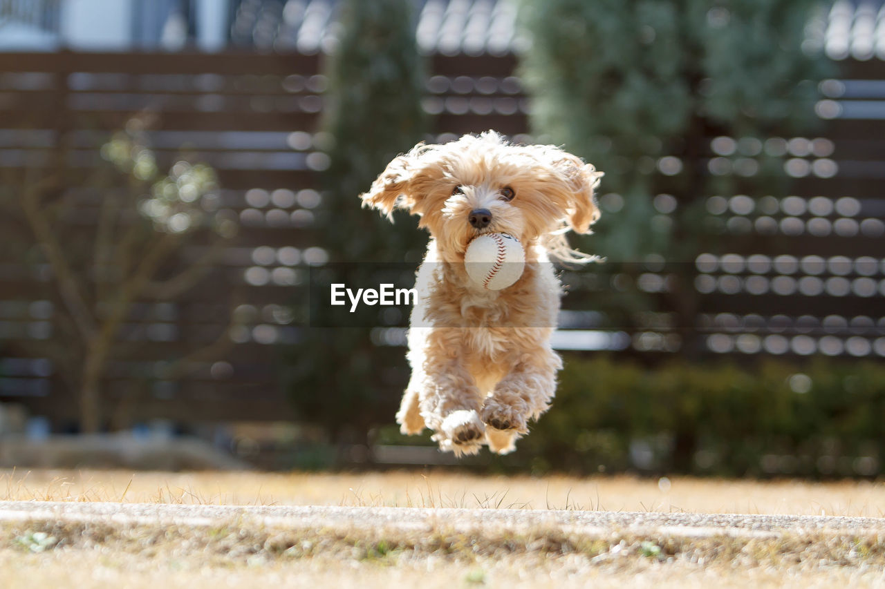 CLOSE-UP OF A DOG ON THE FIELD