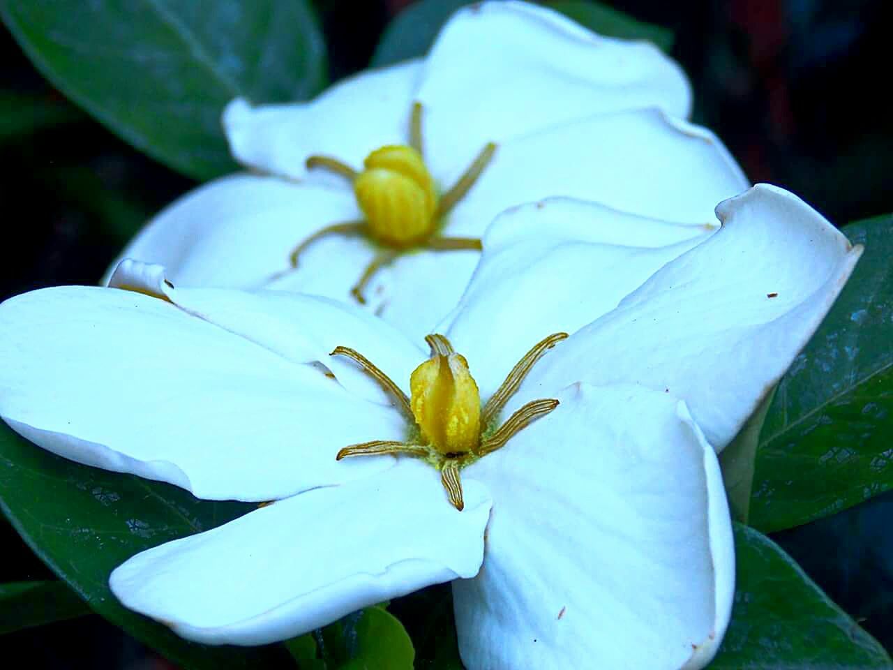 CLOSE-UP OF WHITE FLOWERS
