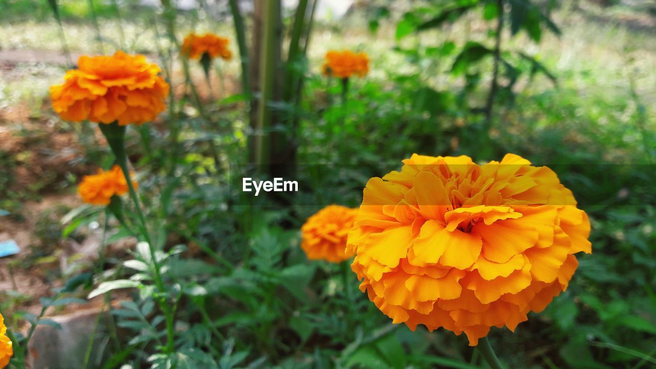 CLOSE-UP OF ORANGE MARIGOLD FLOWERS BLOOMING OUTDOORS