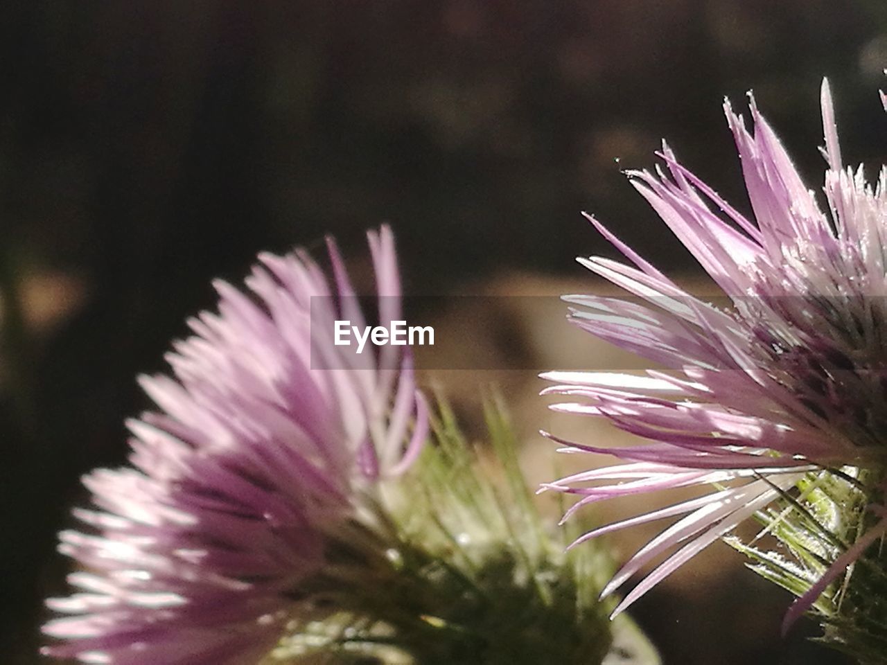 CLOSE-UP OF THISTLE FLOWERS