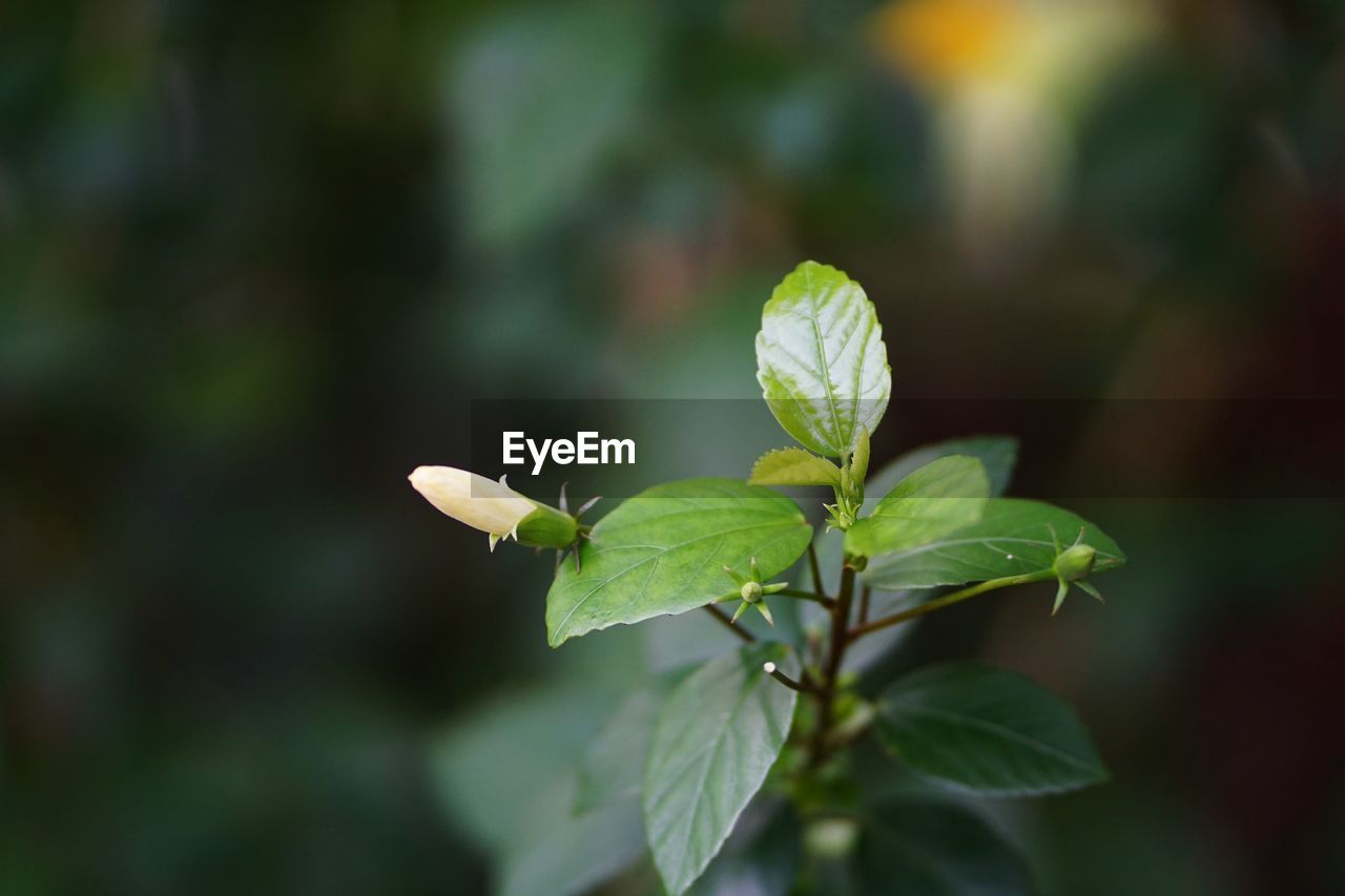 CLOSE-UP OF SMALL PLANT GROWING ON WHITE FLOWER