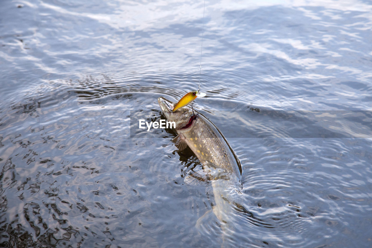 high angle view of fish swimming in sea