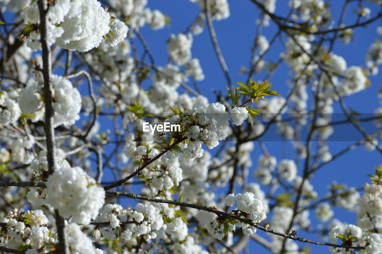 Low angle view of cherry blossoms against sky