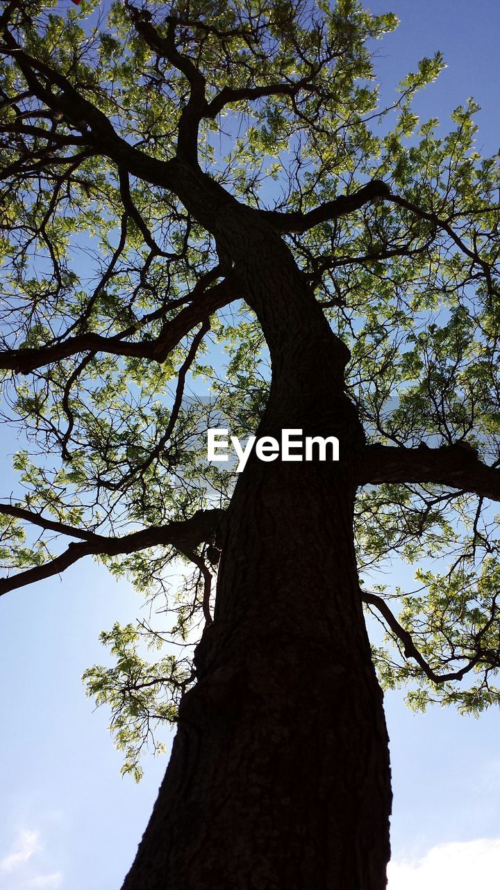 LOW ANGLE VIEW OF TREES AGAINST SKY