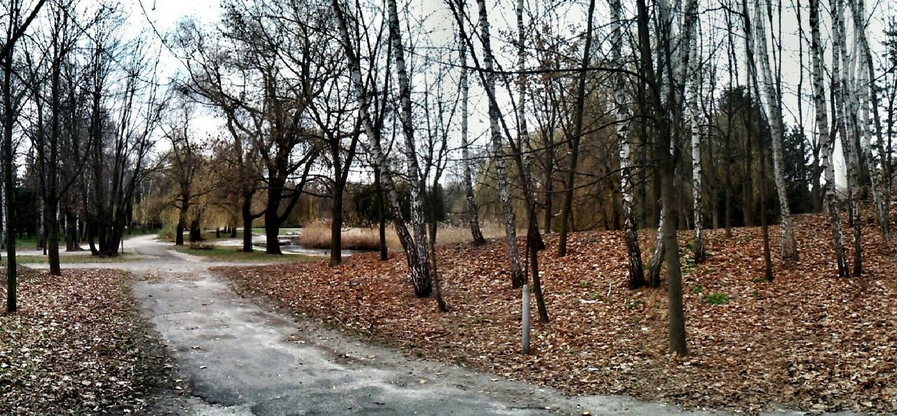 ROAD PASSING THROUGH FOREST