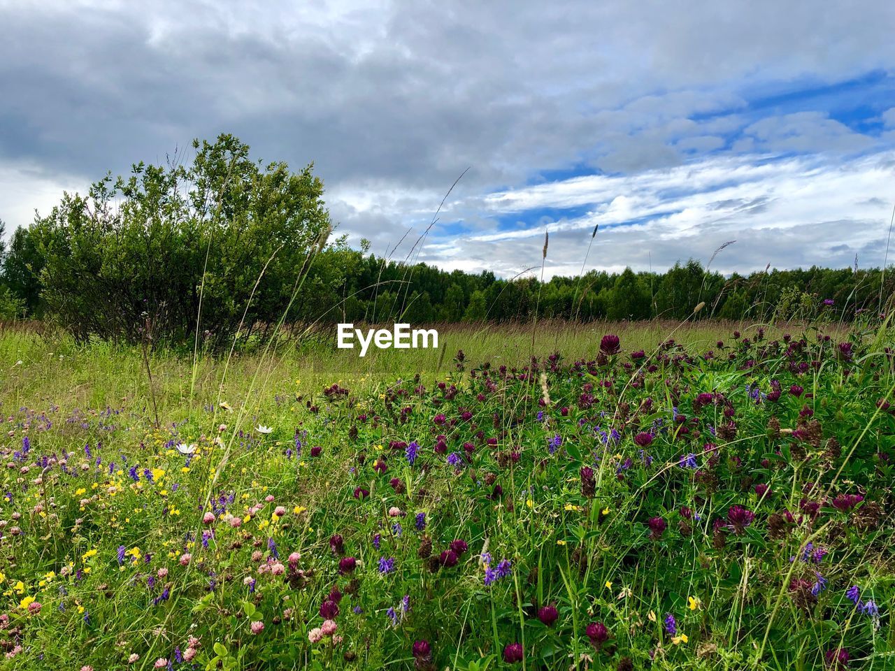 SCENIC VIEW OF GRASSY FIELD AGAINST SKY